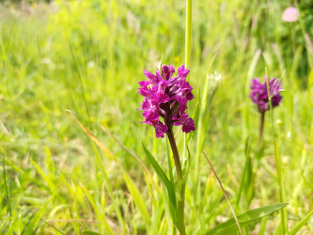 Marsh orchid (June)